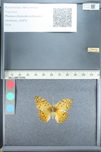 Media type: image;   Entomology 158986